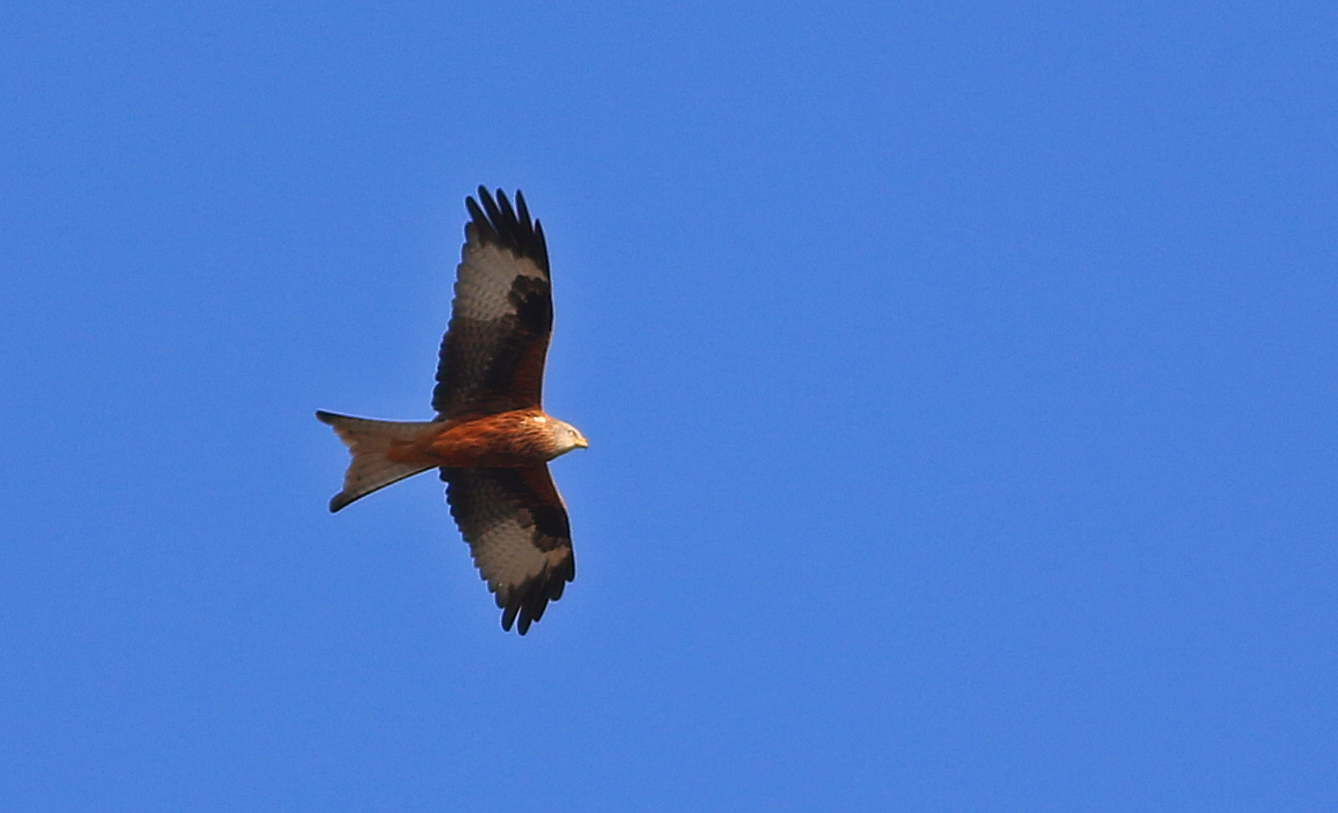 Red Kite